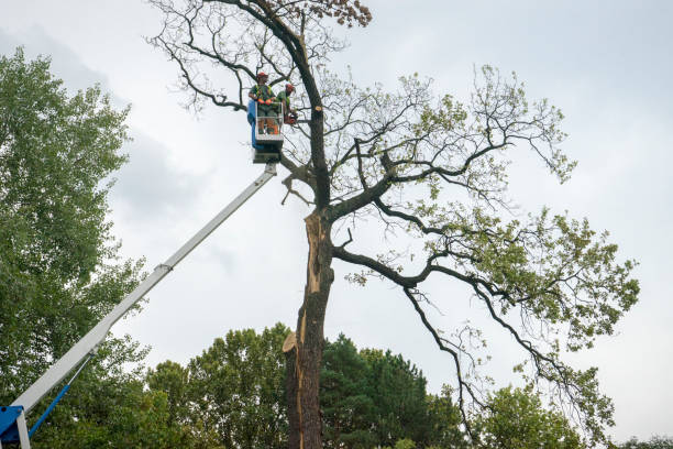 How Our Tree Care Process Works  in  Easton, PA